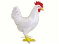 Anatomia 4D de gallina