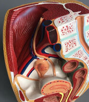 Modelo de pelvis femenina