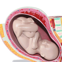 Pelvis femenina desmontable modelo Fetal (9 meses)