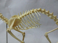 Modelo esqueleto Gato / Perro