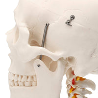 Cráneo anatómico humano de tamaño real