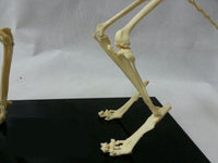 Modelo esqueleto Gato / Perro