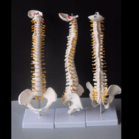Modelo anatomia de columna vertebral humana con Pelvis
