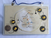 Póster Modelo de crecimiento y reproducción del VIH,