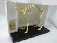 Modelo esqueleto Gato / Perro