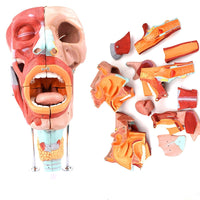 Modelos anatómico de cavidad nasal de boca, laringe y faringe