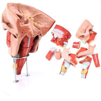 Modelos anatómico de cavidad nasal de boca, laringe y faringe