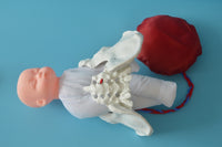 Anatomía de la Pelvis con cordón Umbilical del feto y placenta