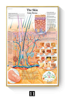 Póster Anatomía y enfermedades humanas