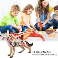 Modelo Anatomico 4D perro.