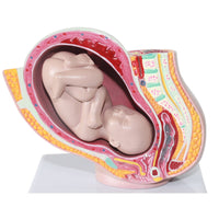 Pelvis femenina desmontable modelo Fetal (9 meses)