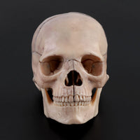 Modelo de craneo humano desmontable
