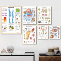 Póster Anatomía y enfermedades humanas