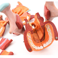 Modelos anatómico de cavidad nasal de boca, laringe y faringe