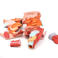 Modelos anatómico de cavidad nasal de boca, laringe y faringe
