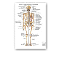 Póster anatomía de Mano, Pie, Rodilla