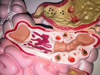 Modelo anatómico colorectal