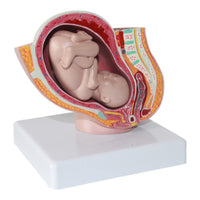 Pelvis femenina desmontable modelo Fetal (9 meses)