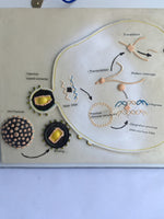 Póster Modelo de crecimiento y reproducción del VIH,