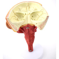 Anatomía Humana Rehabilitación del músculo circulo faríngeo del músculo faríngeo naso faríngeo