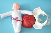 Anatomía de la Pelvis con cordón Umbilical del feto y placenta