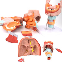 Modelos anatómico de cavidad nasal de boca, laringe y faringe