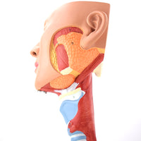 Anatomía Humana Rehabilitación del músculo circulo faríngeo del músculo faríngeo naso faríngeo