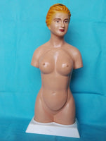 Modelo de Torso humano de 45cm (desmontable en 16 Uds0