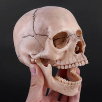 Modelo de craneo humano desmontable