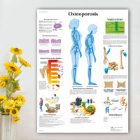 Póster Anatomía y enfermedades humanas