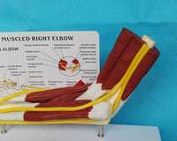 Modelo de función de ligamento articular