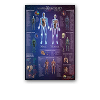 Póster anatomía de Mano, Pie, Rodilla