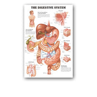 Póster anatomía de Mano, Pie, Rodilla