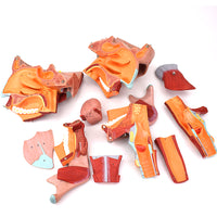 Modelos anatómico de cavidad nasal de boca, laringe y faringe