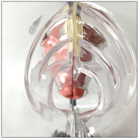 Sistema Reproductor femenino transparente