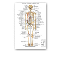 Póster anatomía de Mano, Pie, Rodilla