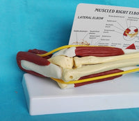 Modelo de función de ligamento articular
