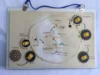 Póster Modelo de crecimiento y reproducción del VIH,