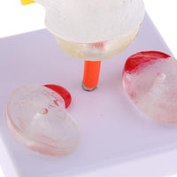 Vértebra Lumbar humana de 2 discos