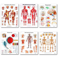Póster anatomía de Mano, Pie, Rodilla