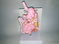 Modelo anatómico colorectal