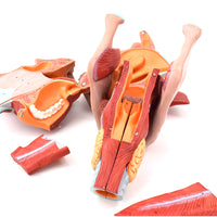 Modelos anatómico de cavidad nasal de boca, laringe y faringe