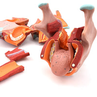 Modelos anatómico de cavidad nasal de boca, laringe y faringe