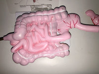 Modelo anatómico colorectal