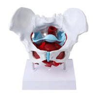 Modelo desmontable de Pelvis Femenina