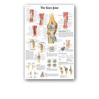 Póster anatomía de Mano, Pie, Rodilla