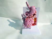 Modelo anatómico colorectal