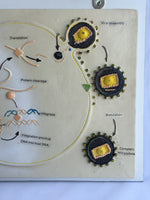 Póster Modelo de crecimiento y reproducción del VIH,