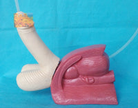 Demostración de cateterismo masculino humano