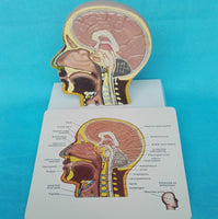 Modelo de cráneo humano, ( otorrinolangorogía)